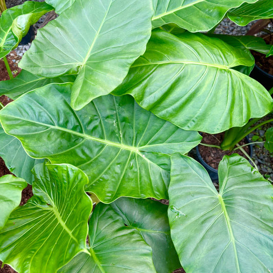 Alocasia Brisbanensis (Cunjevoi)