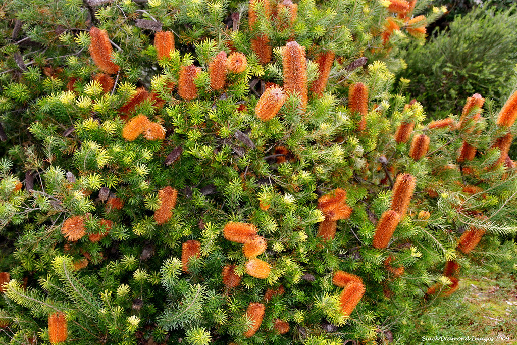 Banksia Ericifolia