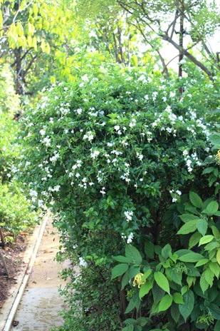 Duranta Repens 'White'