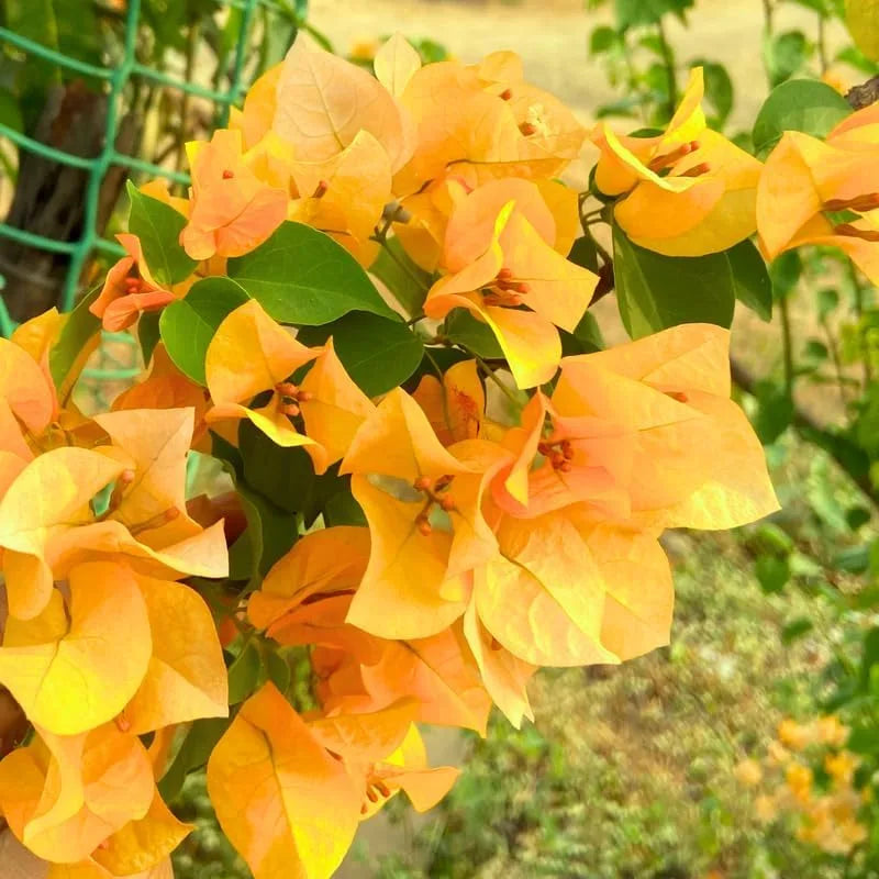 Bougainvillea Glabra (Inca Gold)