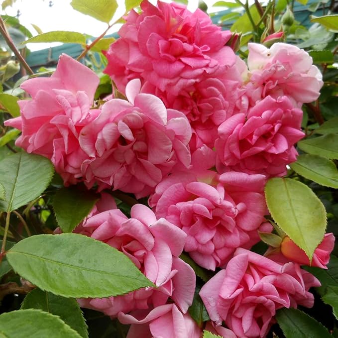 Rose Echo Pink (Pink Climbing Rose)