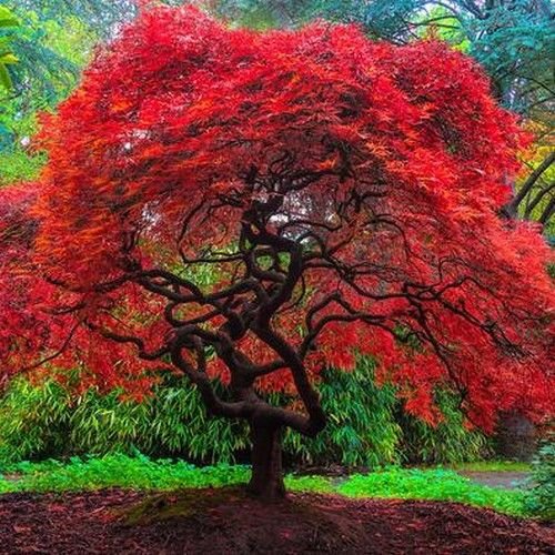 Acer palmatum dissectum 'Autumn Fire' (Autumn Fire Weeping Japanese Maple)