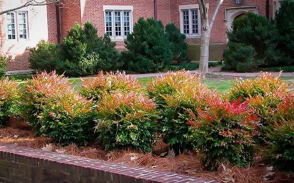 Nandina Gulf Stream (Gulf Stream Heavenly Bamboo)