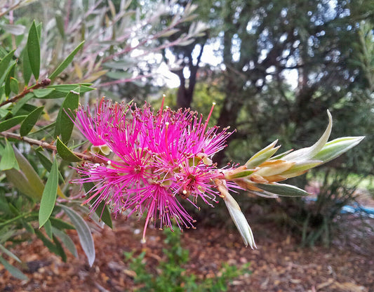 Callistemon 'Purple Cloud' (Purple Cloud Bottlebrush)