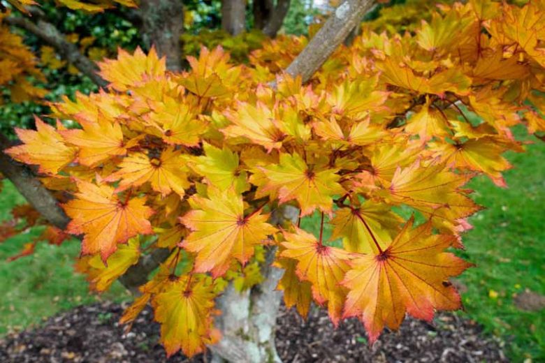 Acer japonicum 'Aureum' (Golden Full Moon Maple)