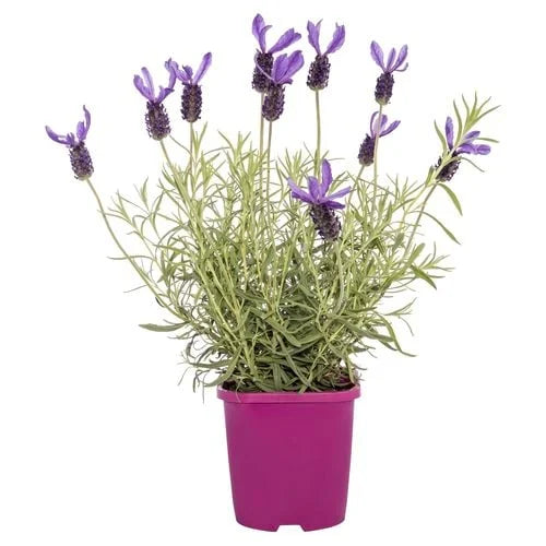 Lavandula angustifolia 'Avonview' in a pot, ready for sale, showcasing its aromatic green foliage and vibrant blooms.