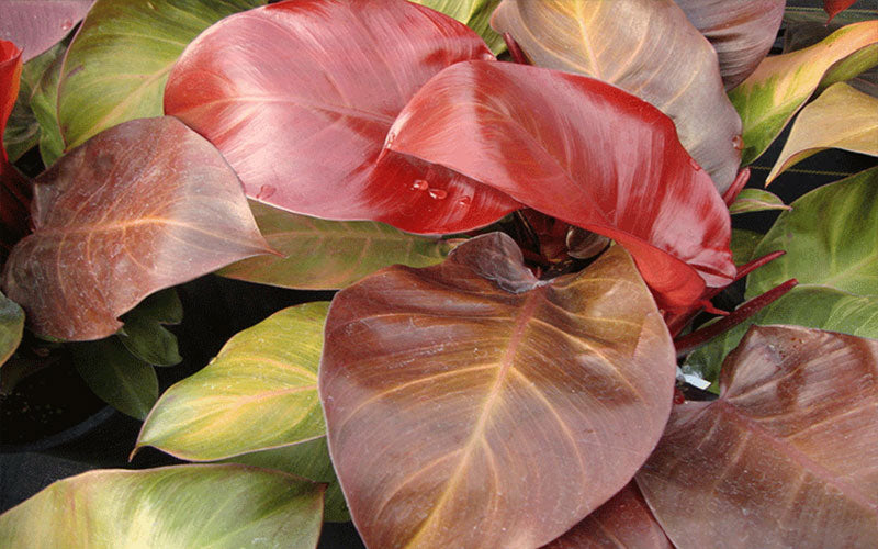 Philodendron Rojo Congo (Rojo Congo Philodendron)