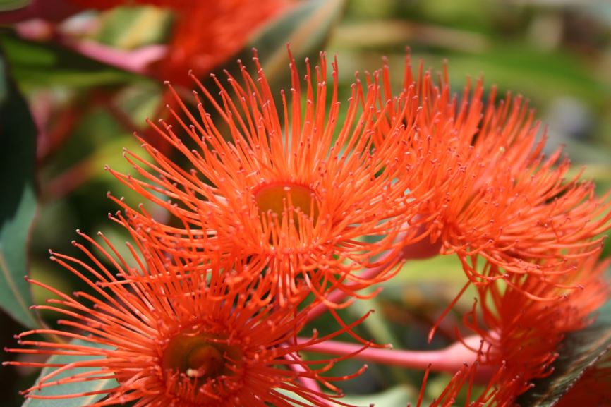 Corymbia Orange Splendour (Orange-Flowered Gum)