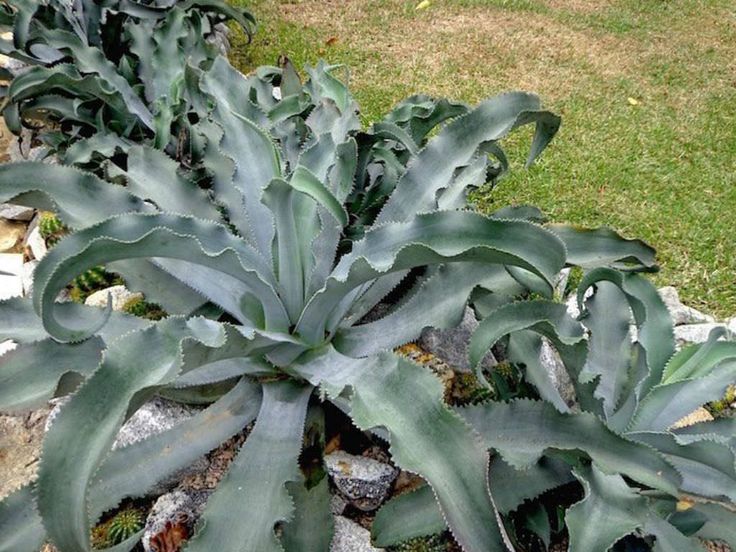 Agave Gypsophila (Gypsum Agave)