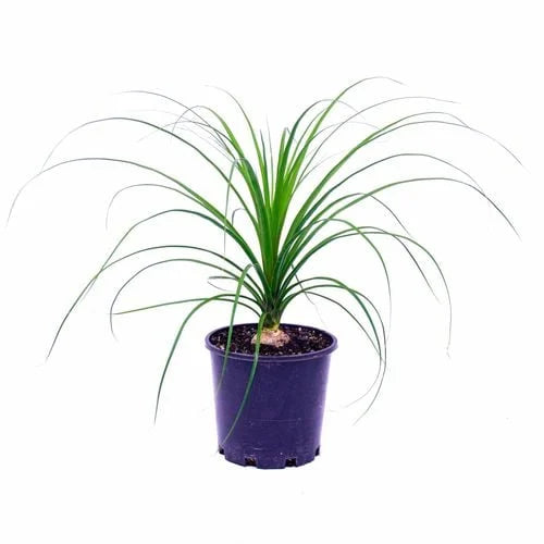 Beaucarnea Recurvata (Ponytail Palm)