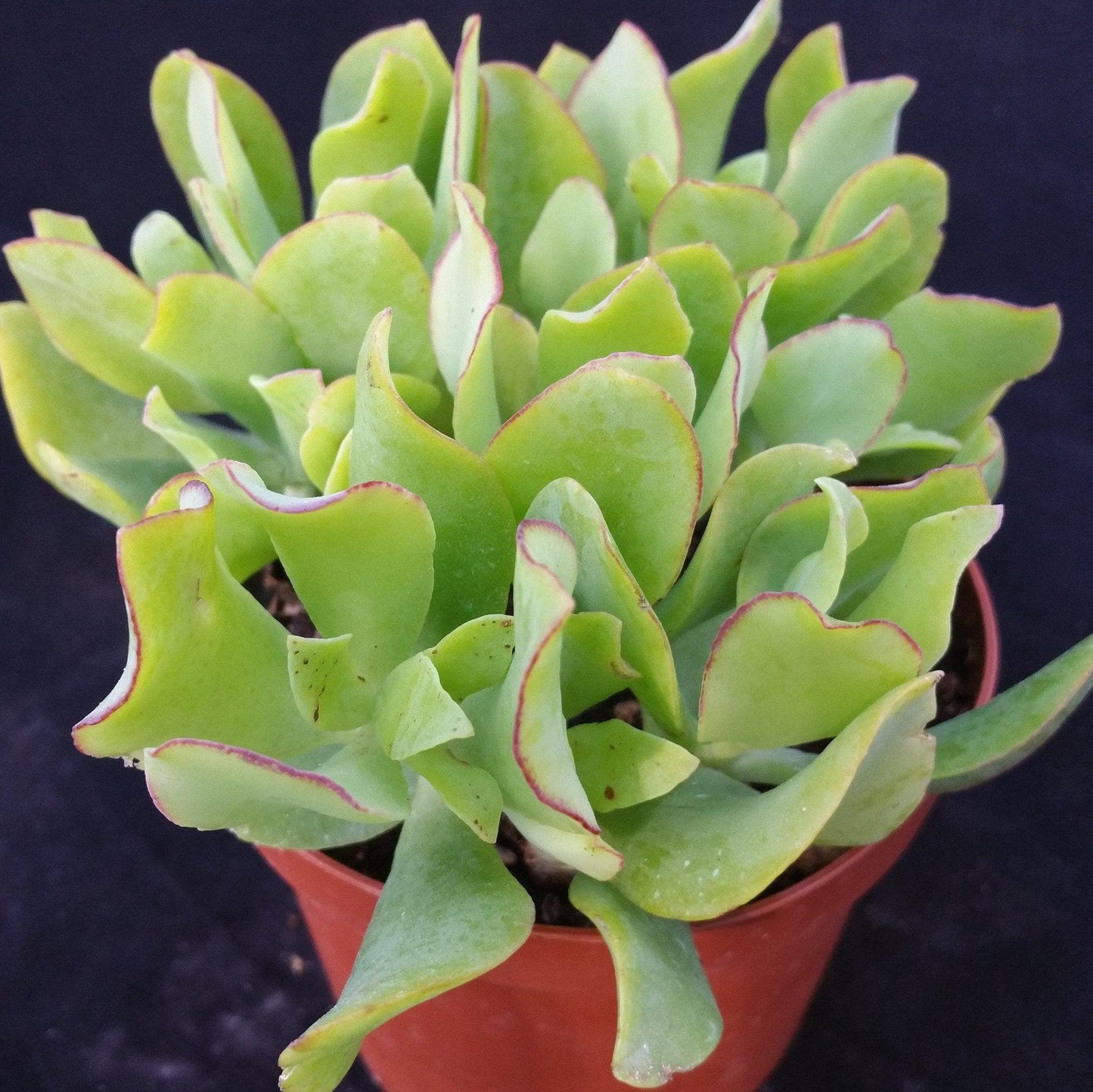 Crassula undulata (Ripple Jade)