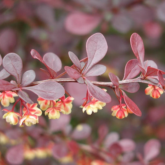 Berberis Thunbergii 'Little Favourite' (Little Favourite Barberry)