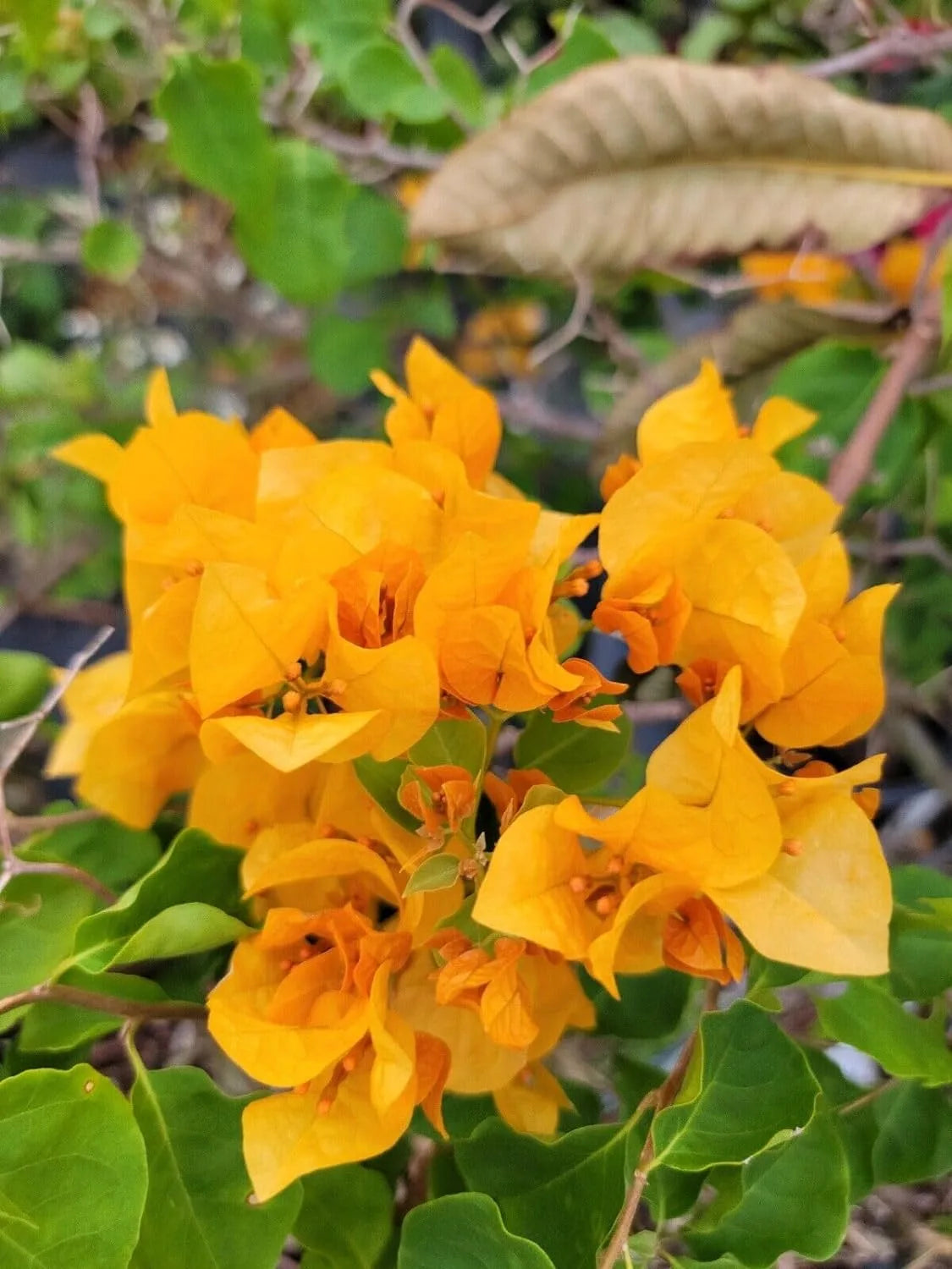 Bougainvillea Glabra (Golden Ice)