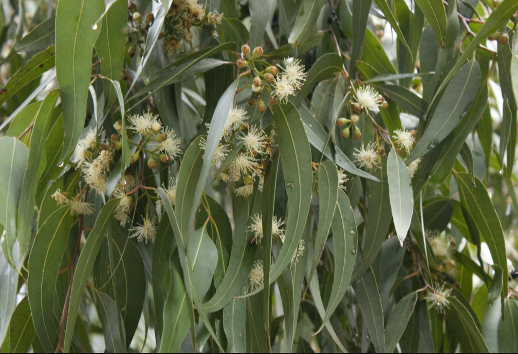 Eucalyptus Maculata (Spotted Gum)