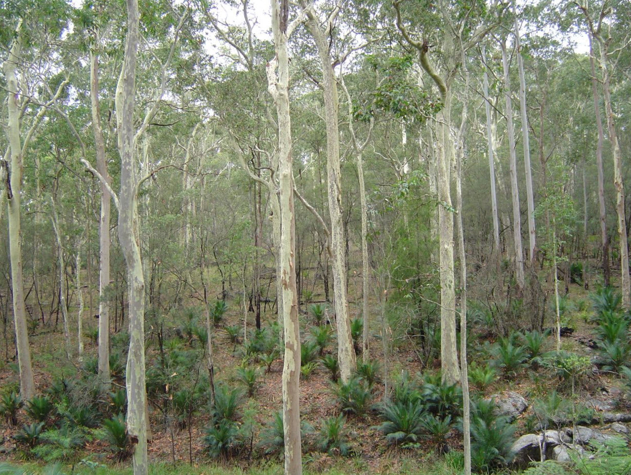 Eucalyptus Maculata (Spotted Gum)