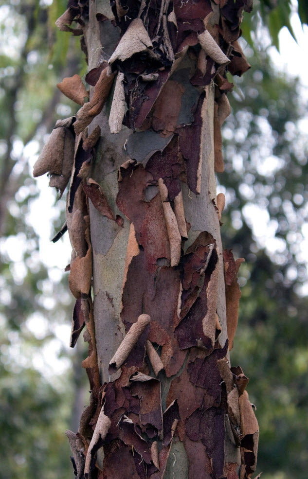 Eucalyptus Maculata (Spotted Gum)