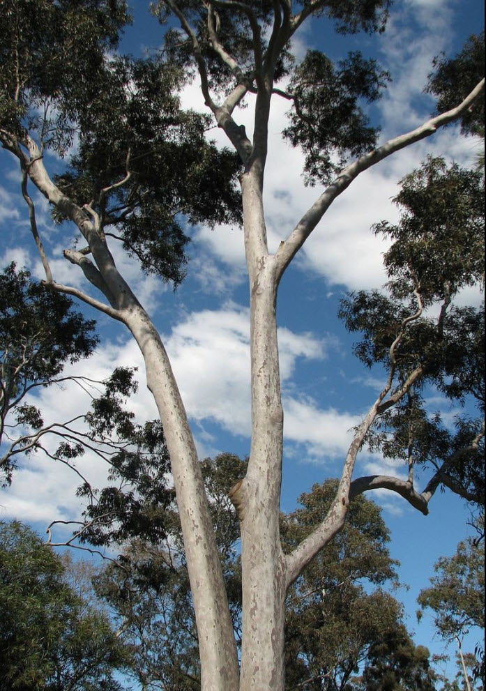 Eucalyptus Maculata (Spotted Gum)