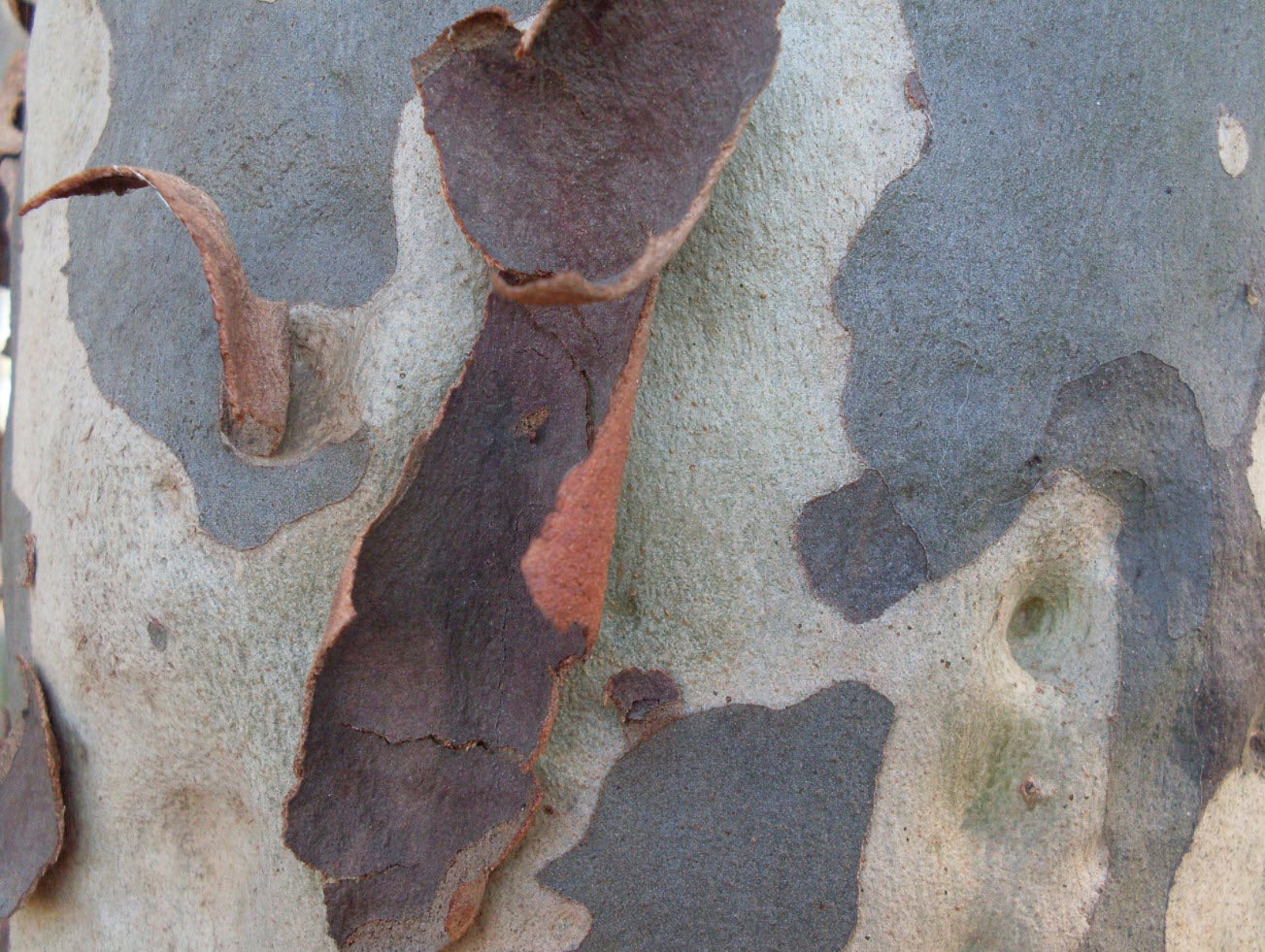 Eucalyptus Maculata (Spotted Gum)