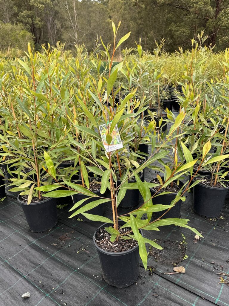 Grevillea ‘Orange Marmalade’