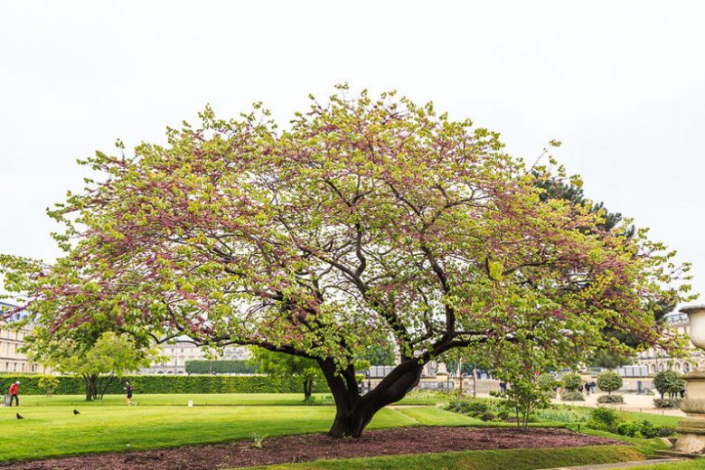 Cercis Siliquastrum (Judas Tree)