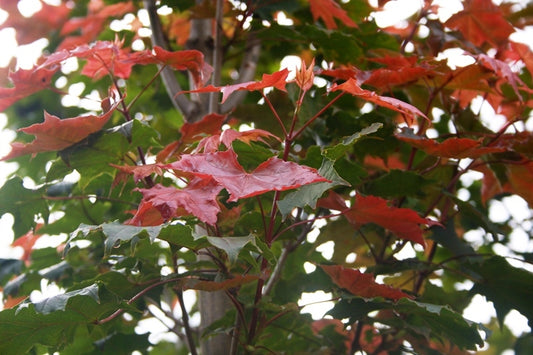 Acer Platanoides 'Fairview' (Fairview Norway Maple)