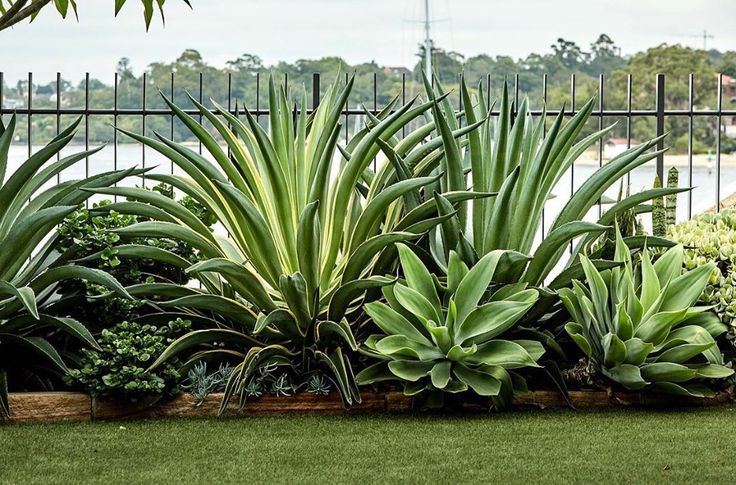 Agave desmettiana 'El Miradores Gold' (Golden Century Plant)