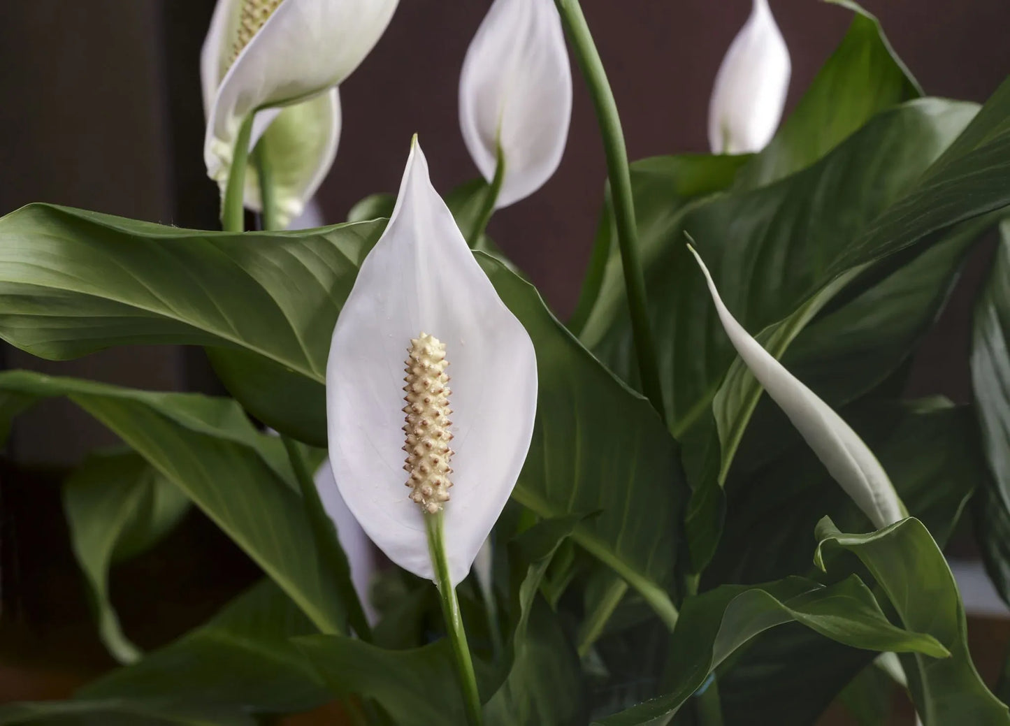 Close-up of Spathiphyllum (Peace Lily) leaves and white flowers in full bloom.