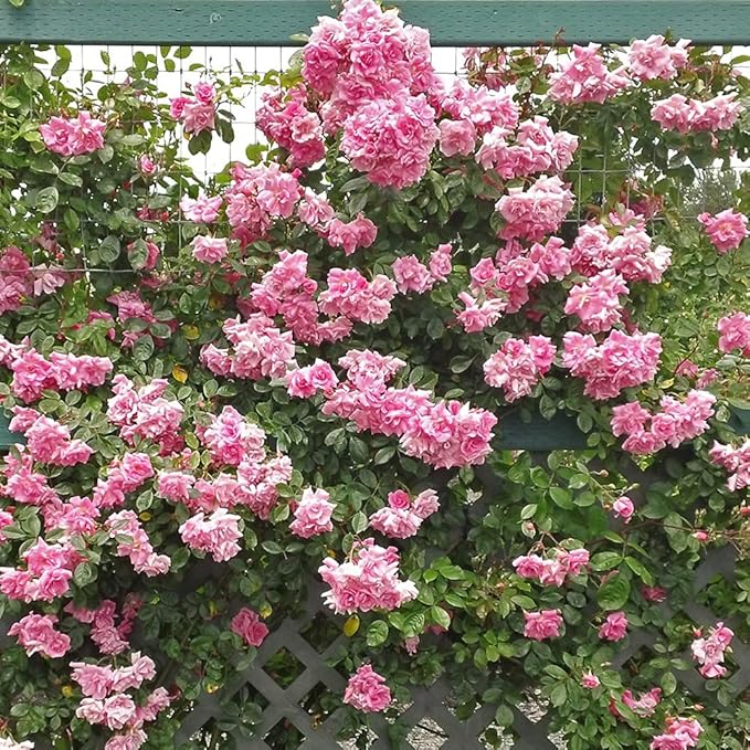 Rose Echo Pink (Pink Climbing Rose)