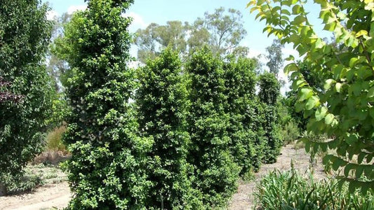 Syzygium Australe (Straight And Narrow™)