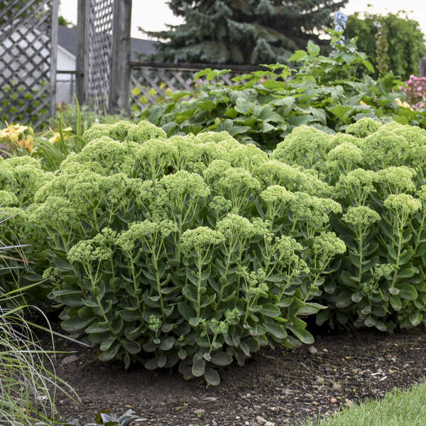 Sedum Autumn Blush (Autumn Stonecrop)