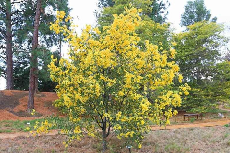 Acacia cultriformis (Knife Wattle)