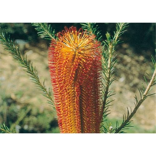 Banksia Ericifolia