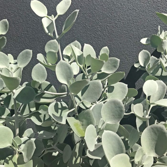 Close-up of the stem and leaves of Kalanchoe hildebrandtii (Silver Spoon), showing the thick, fleshy texture characteristic of this succulent.
