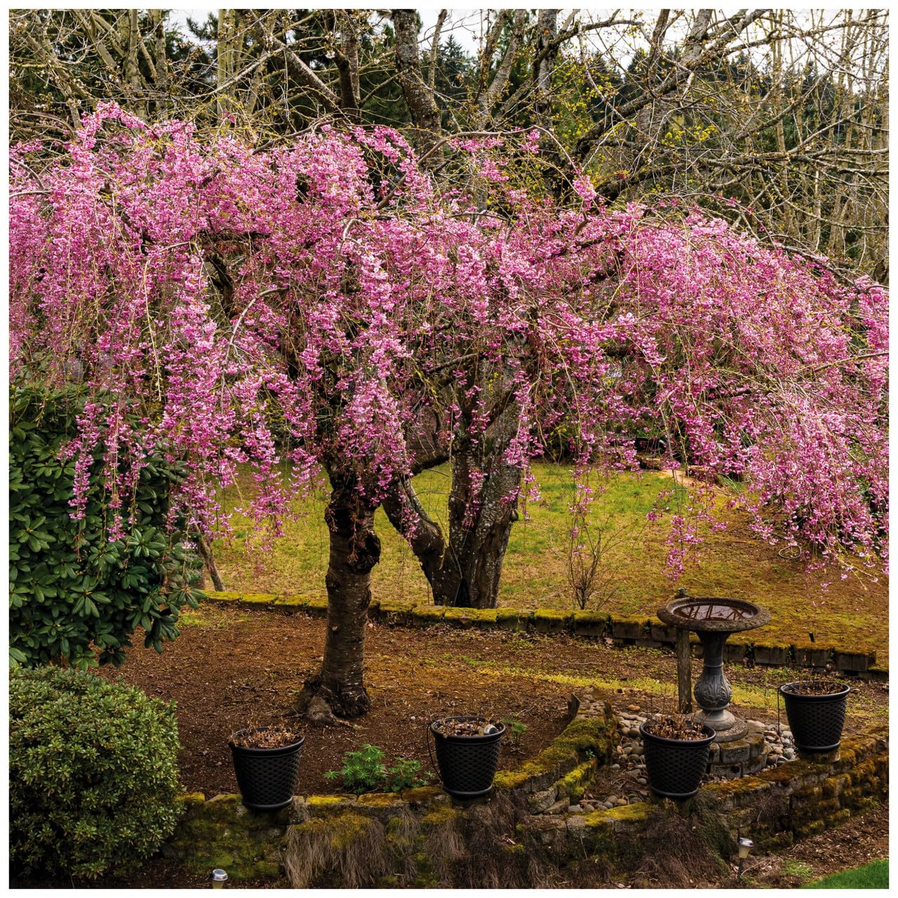 Prunus × Yedoensis 'Cheal's Weeping' (Cherry 'Cheal's Weeping Double Pink')