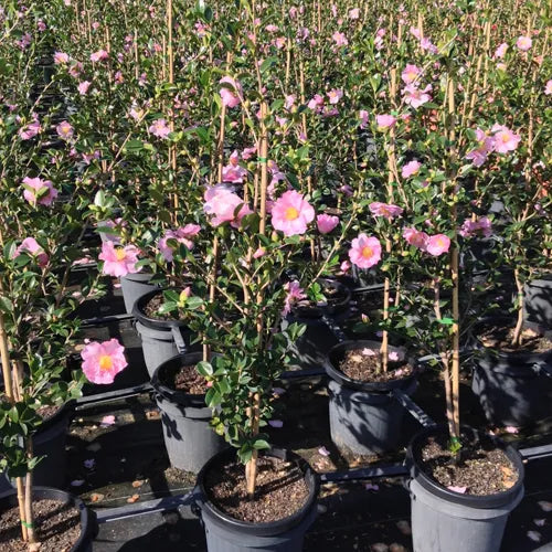 Camellia Plantation Pink (Plantation Pink Camellia)