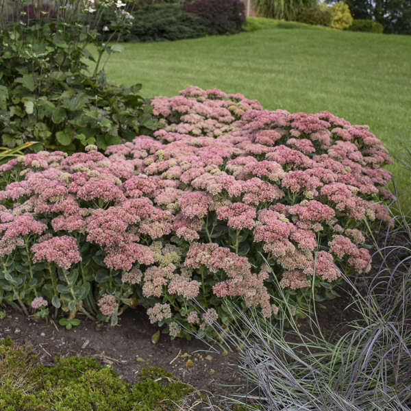 Sedum Autumn Blush (Autumn Stonecrop)