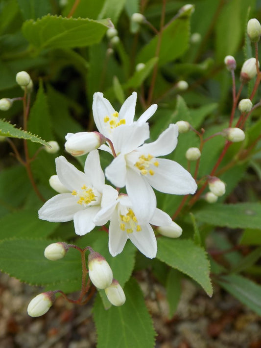 Deutzia Gracilis 'Nikko' (Slender Deutzia)