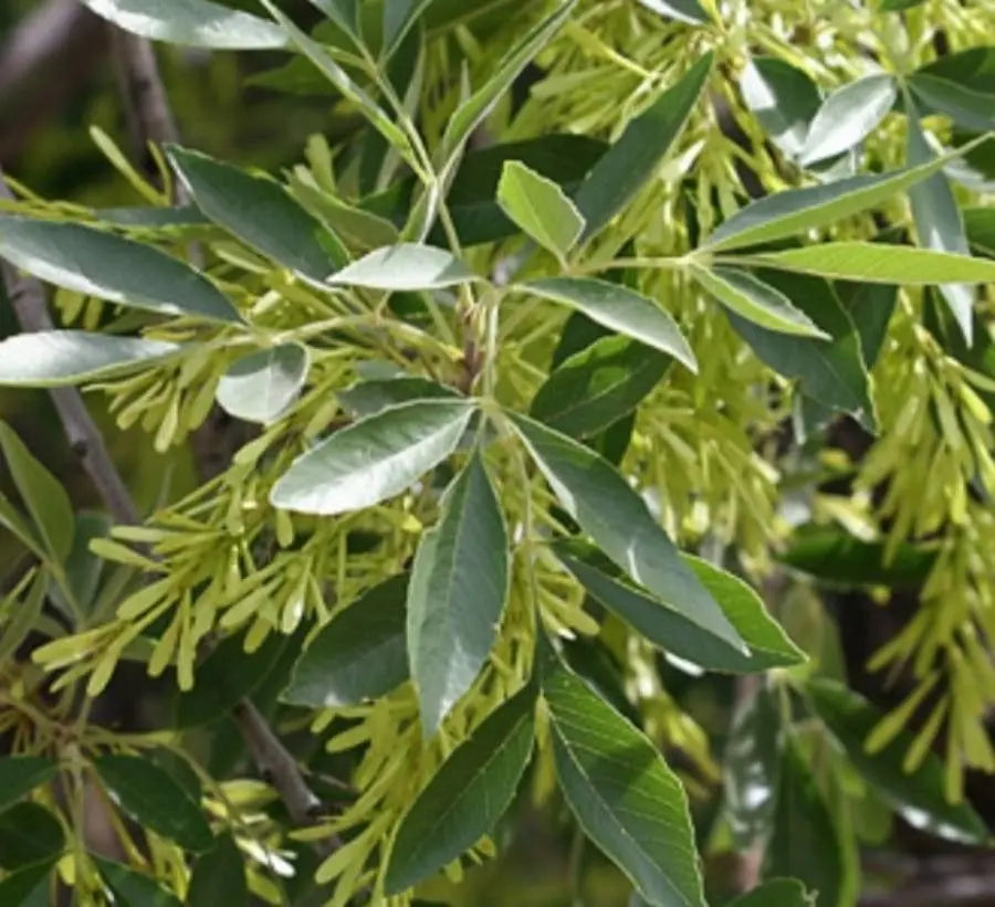 Fraxinus Velutina (Velvet Ash)