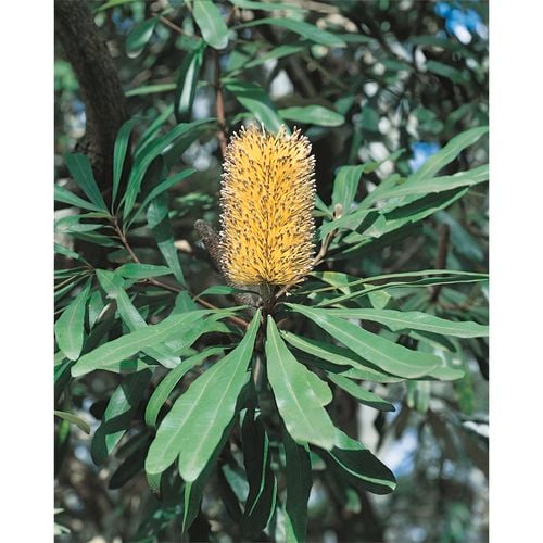 Banksia Integrifolia