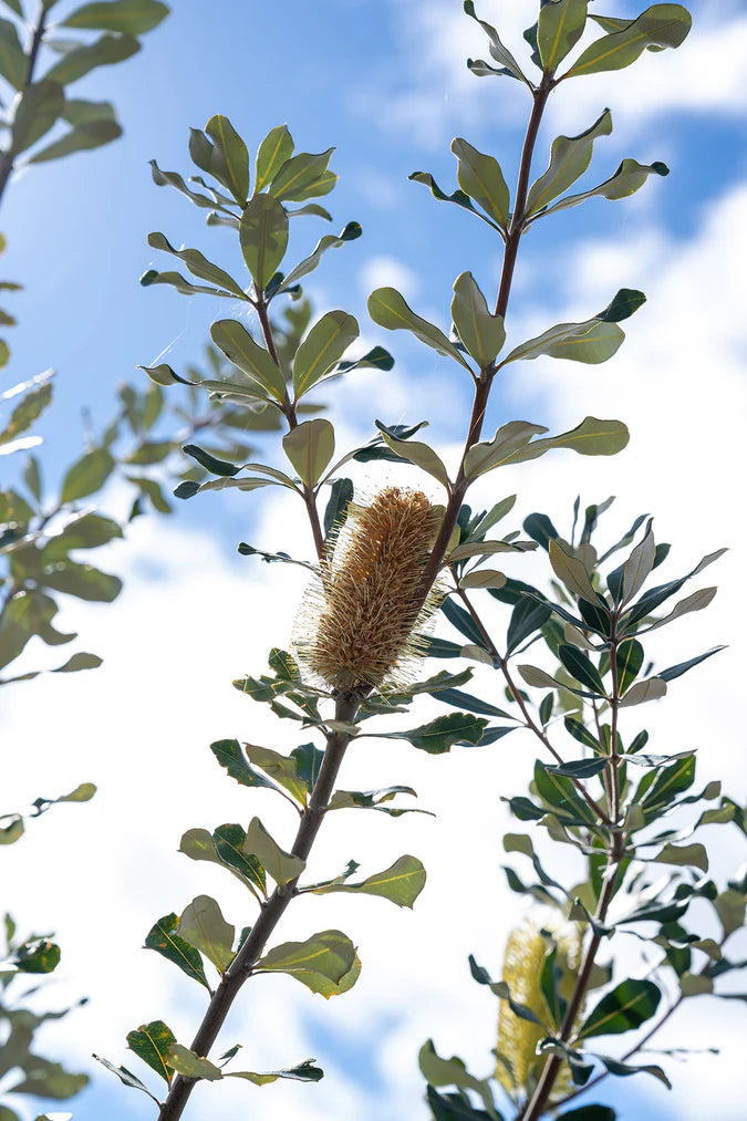 Banksia Integrifolia