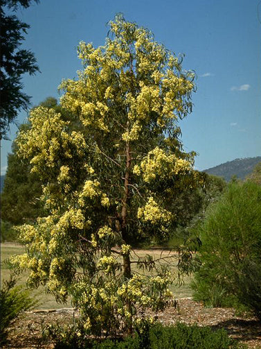 Acacia implexa (Lightwood)