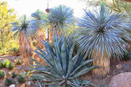 Agave Americana (Century Plant)