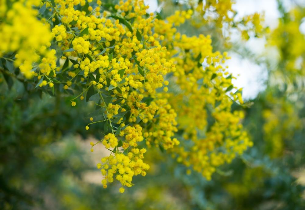 Acacia cultriformis (Knife Wattle)