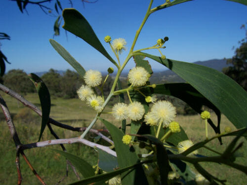 Acacia implexa (Lightwood)