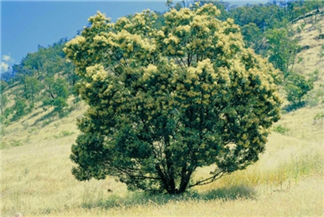 Close-up of Acacia Decurrens seeds, highlighting their potential for grinding into nutritious flour, a staple in bush tucker cuisine.