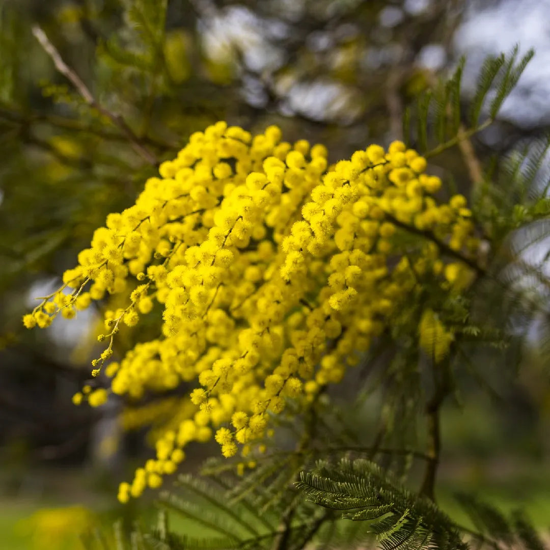 Detailed view of the vibrant yellow flower clusters of Acacia Decurrens, blooming in winter and spring.