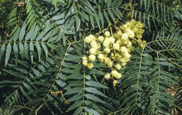 Detailed view of the creamy yellow flower clusters of Acacia Elata, blooming in late winter to spring.