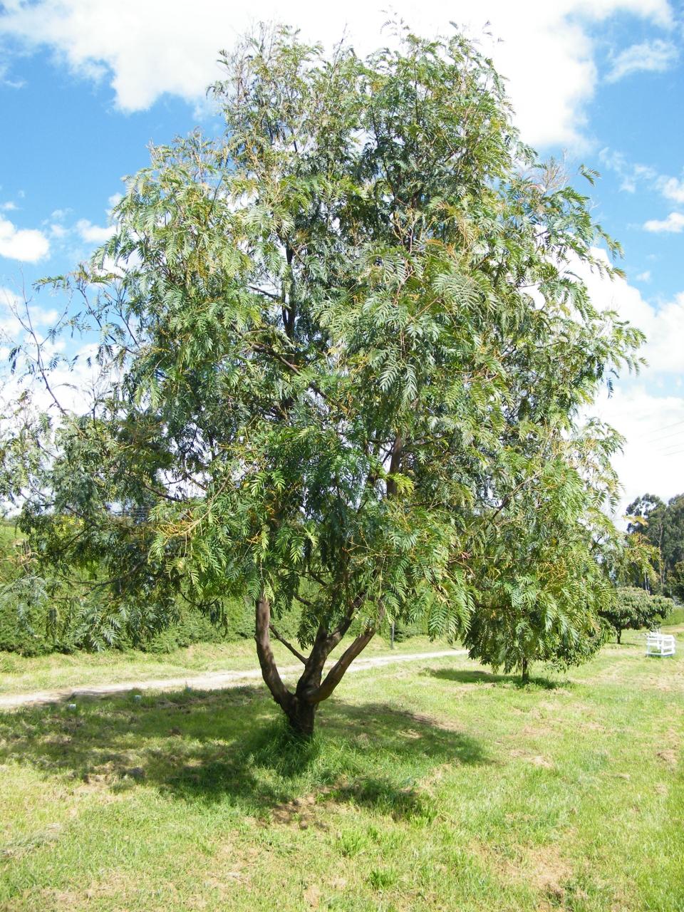 Mature Acacia Elata providing ample shade with its broad, spreading canopy, creating a cool and inviting space in the landscape.