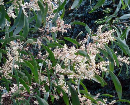 Acacia Falcata planted in a landscape, providing subtle beauty with its sickle-shaped foliage and pale yellow flowers.