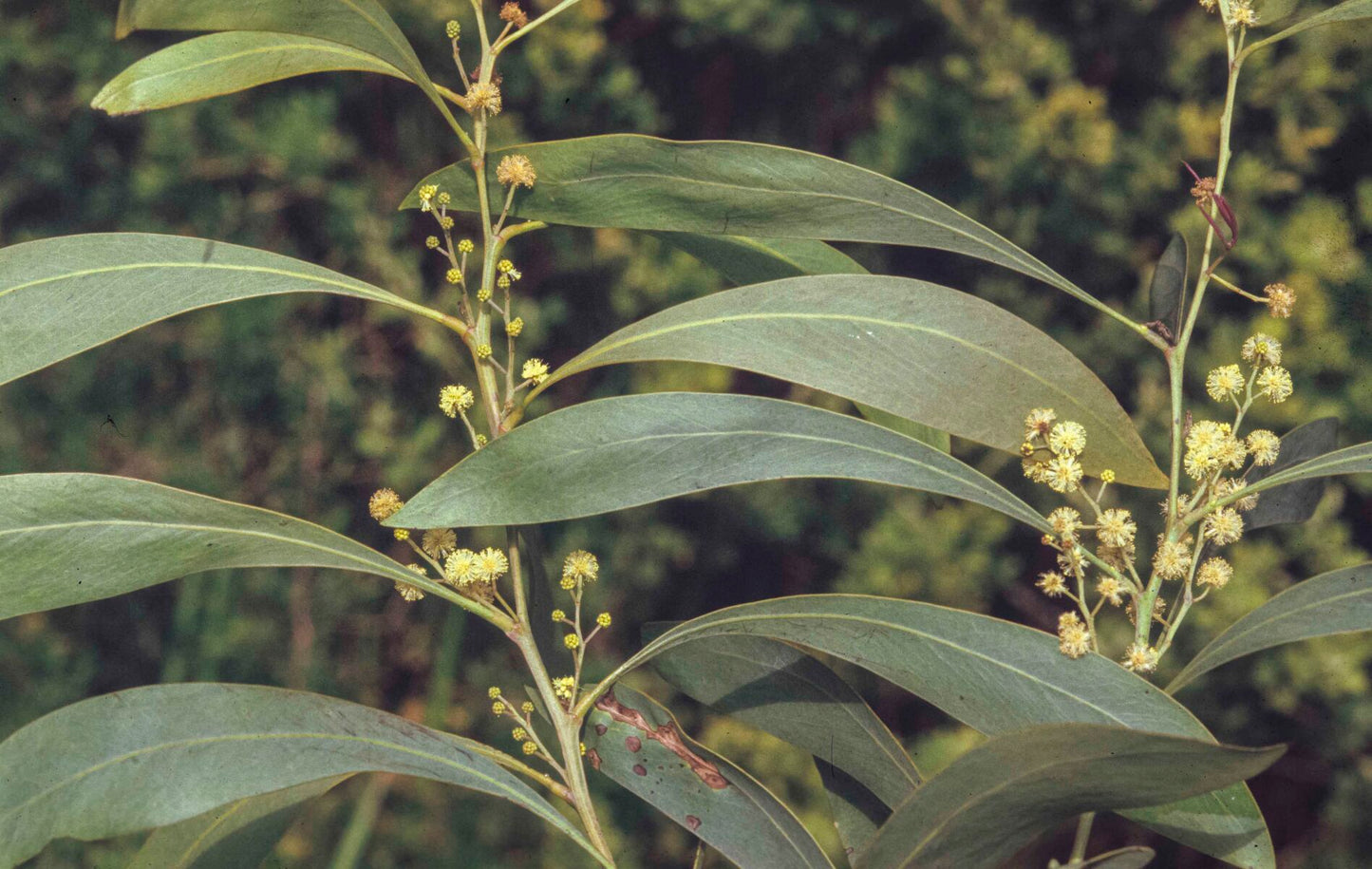 Detailed view of the pale yellow flower clusters of Acacia Falcata, showcasing its delicate blooms in late winter to early spring.